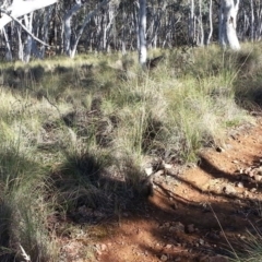 Rytidosperma pallidum at Majura, ACT - 19 Nov 2017