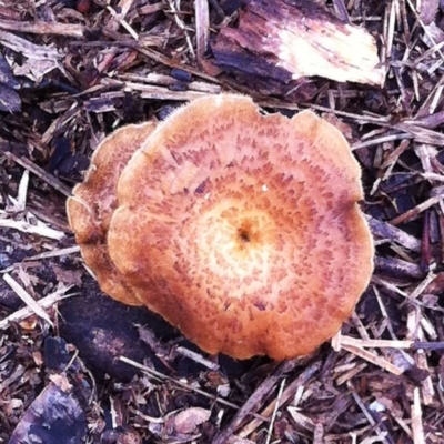 Lentinus arcularius (Fringed Polypore) at Hughes, ACT - 18 Nov 2017 by ruthkerruish