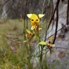 Diuris sulphurea (Tiger Orchid) at Mount Majura - 18 Nov 2017 by samreid007