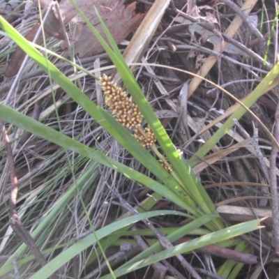 Lomandra longifolia (Spiny-headed Mat-rush, Honey Reed) at Mount Ainslie - 18 Nov 2017 by SilkeSma