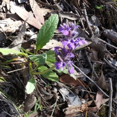 Ajuga australis (Austral Bugle) at Majura, ACT - 19 Nov 2017 by SilkeSma