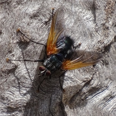 Chetogaster violacea/viridis (complex) (Bristle Fly) at Mount Mugga Mugga - 19 Nov 2017 by roymcd