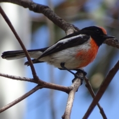 Petroica goodenovii (Red-capped Robin) at Mount Mugga Mugga - 19 Nov 2017 by roymcd