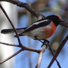 Petroica goodenovii (Red-capped Robin) at O'Malley, ACT - 19 Nov 2017 by roymcd