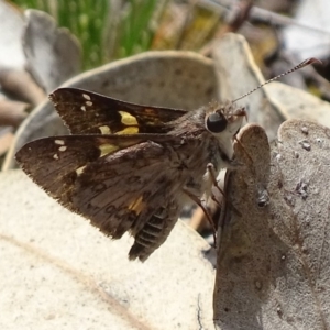 Trapezites phigalioides at Symonston, ACT - 19 Nov 2017