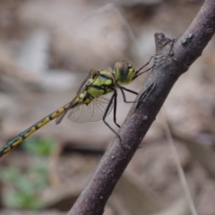 Hemicordulia tau (Tau Emerald) at Symonston, ACT - 19 Nov 2017 by roymcd