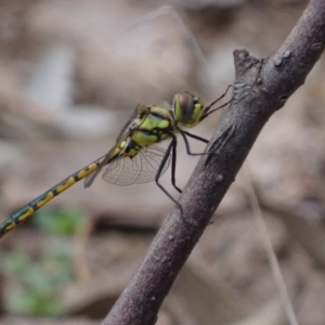 Hemicordulia tau at Symonston, ACT - 19 Nov 2017 11:18 AM