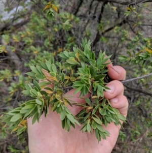 Styphelia triflora at Canberra Central, ACT - 19 Nov 2017