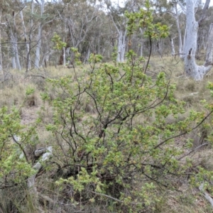 Styphelia triflora at Canberra Central, ACT - 19 Nov 2017