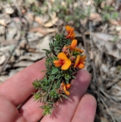 Pultenaea subspicata (Low Bush-pea) at Hackett, ACT - 19 Nov 2017 by WalterEgo