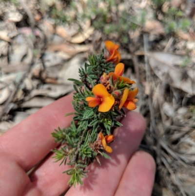 Pultenaea subspicata (Low Bush-pea) at Hackett, ACT - 19 Nov 2017 by WalterEgo