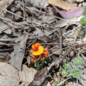 Pultenaea subspicata at Hackett, ACT - 19 Nov 2017 11:15 AM