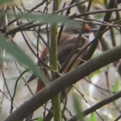 Rhipidura rufifrons (Rufous Fantail) at Googong, NSW - 19 Nov 2017 by Wandiyali