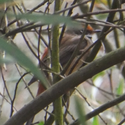 Rhipidura rufifrons (Rufous Fantail) at Wandiyali-Environa Conservation Area - 19 Nov 2017 by Wandiyali