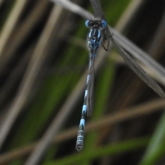 Austrolestes annulosus (Blue Ringtail) at Coombs, ACT - 18 Nov 2017 by JohnBundock