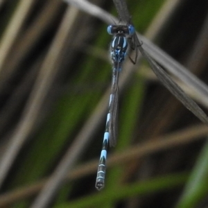 Austrolestes annulosus at Coombs, ACT - 19 Nov 2017