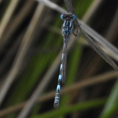 Austrolestes annulosus (Blue Ringtail) at Coombs, ACT - 19 Nov 2017 by JohnBundock