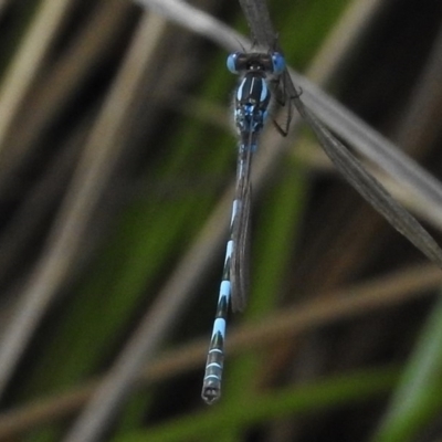 Austrolestes annulosus (Blue Ringtail) at Coombs, ACT - 18 Nov 2017 by JohnBundock