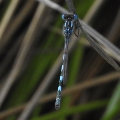 Austrolestes annulosus (Blue Ringtail) at Coombs Ponds - 18 Nov 2017 by JohnBundock