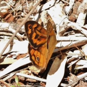 Heteronympha merope at Stromlo, ACT - 19 Nov 2017