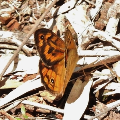 Heteronympha merope (Common Brown Butterfly) at Stromlo, ACT - 19 Nov 2017 by JohnBundock