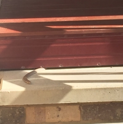 Pseudonaja textilis (Eastern Brown Snake) at Theodore, ACT - 19 Nov 2017 by PaulChM