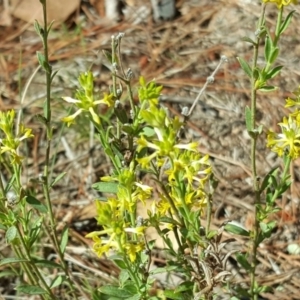 Pimelea curviflora at Isaacs, ACT - 19 Nov 2017