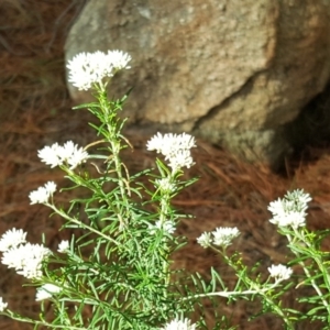 Cassinia aculeata subsp. aculeata at Isaacs, ACT - 19 Nov 2017