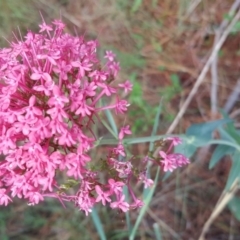 Centranthus ruber (Red Valerian, Kiss-me-quick, Jupiter's Beard) at Isaacs, ACT - 19 Nov 2017 by Mike