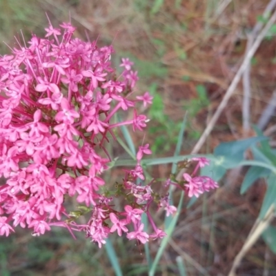 Centranthus ruber (Red Valerian, Kiss-me-quick, Jupiter's Beard) at Isaacs Ridge and Nearby - 19 Nov 2017 by Mike