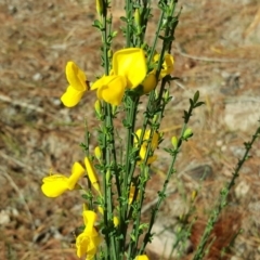 Cytisus scoparius subsp. scoparius (Scotch Broom, Broom, English Broom) at Isaacs Ridge and Nearby - 19 Nov 2017 by Mike