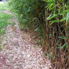 Phyllostachys aurea (Rhizomatous Bamboo) at Hughes, ACT - 18 Nov 2017 by ruthkerruish