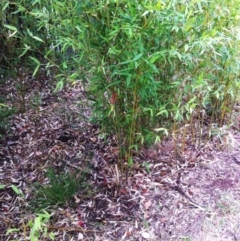 Phyllostachys aurea at Hughes, ACT - 18 Nov 2017