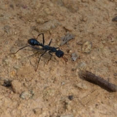 Myrmecia tarsata (Bull ant or Bulldog ant) at Mount Ainslie - 19 Nov 2017 by RobertD