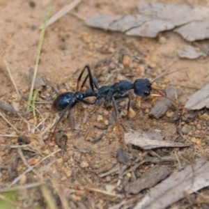 Myrmecia tarsata at Majura, ACT - 19 Nov 2017