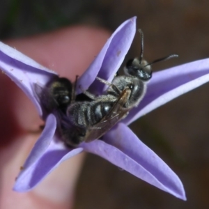 Lasioglossum (Chilalictus) lanarium at Theodore, ACT - 19 Oct 2017 04:52 PM