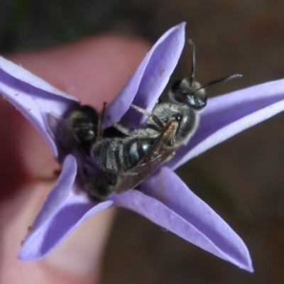 Lasioglossum (Chilalictus) lanarium (Halictid bee) at Theodore, ACT - 19 Oct 2017 by JanetRussell