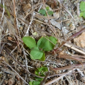 Centaurium sp. at Theodore, ACT - 19 Oct 2017 02:22 PM