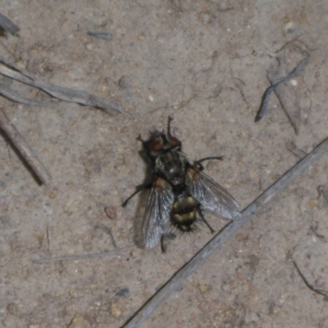 Tachinidae (family) at Theodore, ACT - 19 Oct 2017 03:00 PM