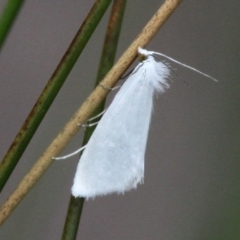 Tipanaea patulella (The White Crambid moth) at Paddys River, ACT - 19 Nov 2017 by HarveyPerkins