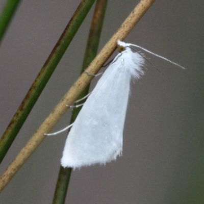 Tipanaea patulella (A Crambid moth) at Paddys River, ACT - 19 Nov 2017 by HarveyPerkins