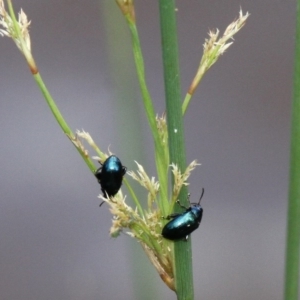 Arsipoda chrysis at Paddys River, ACT - 19 Nov 2017 03:24 PM