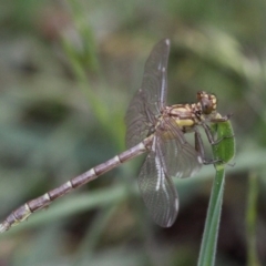 Hemigomphus gouldii (Southern Vicetail) at Paddys River, ACT - 19 Nov 2017 by HarveyPerkins