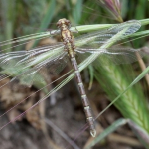 Hemigomphus gouldii at Paddys River, ACT - 19 Nov 2017