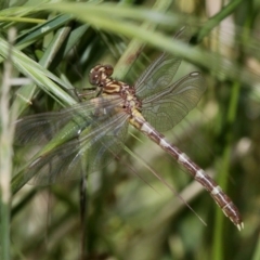 Hemigomphus gouldii (Southern Vicetail) at Paddys River, ACT - 19 Nov 2017 by HarveyPerkins