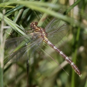 Hemigomphus gouldii at Paddys River, ACT - 19 Nov 2017