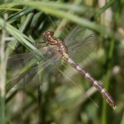 Hemigomphus gouldii (Southern Vicetail) at Paddys River, ACT - 19 Nov 2017 by HarveyPerkins