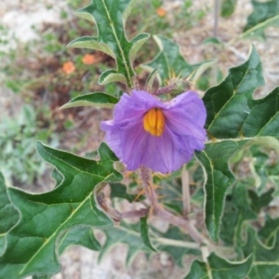 Solanum cinereum (Narrawa Burr) at Kambah, ACT - 17 Nov 2017 by RosemaryRoth