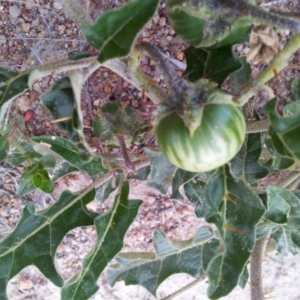 Solanum cinereum at Kambah, ACT - 17 Nov 2017
