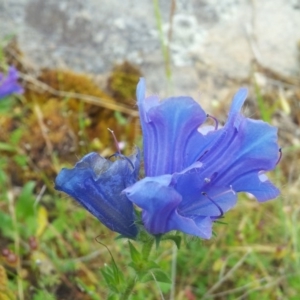 Echium plantagineum at Kambah, ACT - 17 Nov 2017